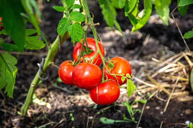 Foto Mareks Perkons/Shutterstock