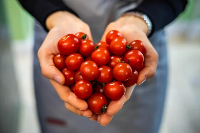 Kakšen paradižnik je bolj zdrav - surov ali termično obdelan? Foto Kostikova Natalia//Shutterstock