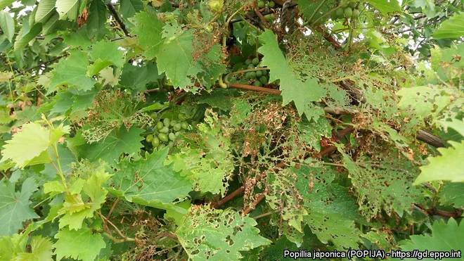 Običajno se odrasli hrošči prehranjujejo v skupinah in objedajo rastline od zgoraj navzdol. Objedajo liste in cvetne dele gostiteljskih rastlin. Foto: arhiv Ministrstva za kmetijstvo, gozdarstvo in prehrano