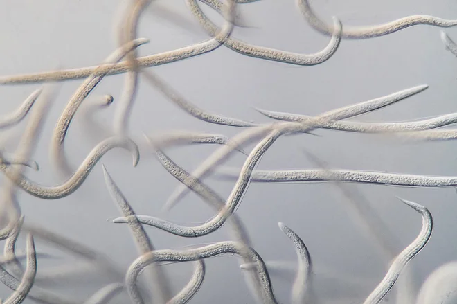 Nematode pod mikroskopom. Foto Metrob