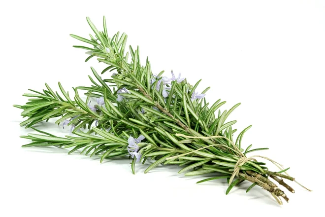 Rožmarin Foto Bjoern Wylezich/Shutterstock