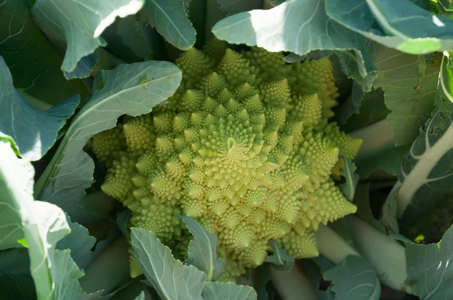 Cvetača romanesco je križanec med običajno cvetačo in brokolijem. Foto: Pokku/Shutterstock