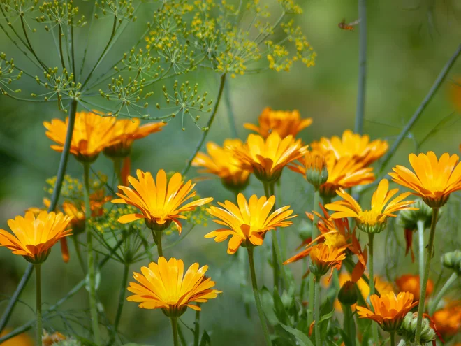 Ognjič lahko poleti porežemo skoraj do tal, pa se bo lepo obrasel. Foto: ilzzi/Shutterstock