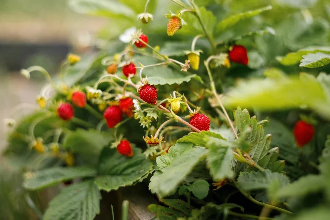 Gozdne jagode so priljubljena kulinarična poslastica. Foto Roman Milavin/Shutterstock