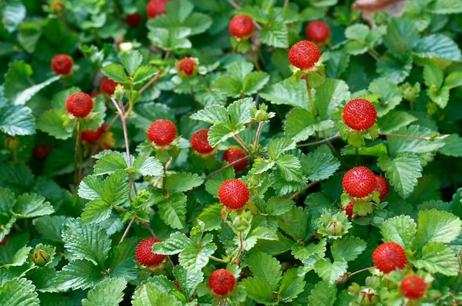 Indijski jagodnjak je rastlina, ki jo pogosto zamenjamo z gozdno jagodo. Foto Kozak Sergii/Shutterstock