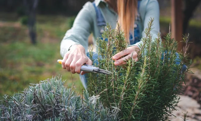 Pomembno je, da nikoli ne odstranimo več kot tretjine celotne rastline naenkrat. Foto Olezzo/Shutterstock