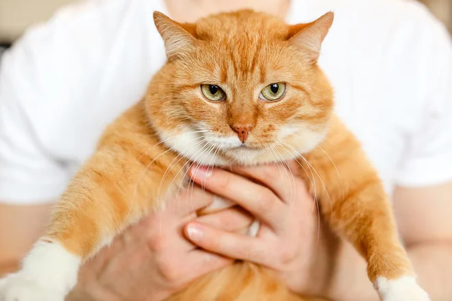 Čeprav je videti prikupno, mačja debelost pomeni resno tveganje za zdravje. Foto Eliz A//Shutterstock