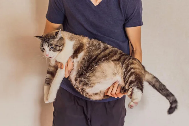 Debelost vodi do resnih zdravstvenih težav, zato je pomemben veterinarski nadzor. Foto Elizaveta Galitckaia//Shutterstock