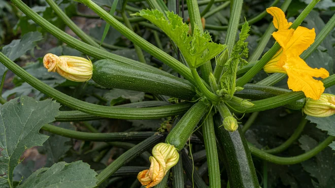 Bučke – manjše ko nabiramo, hitreje nastavljajo nove plodove. Foto: Cayetana Marin/Shutterstock