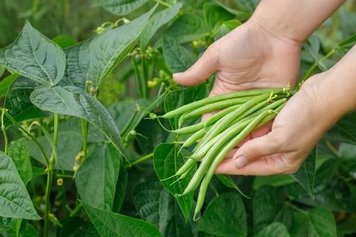 Stročjega fižola nikoli ne obirajte, ko so rastline vlažne, saj jih boste najverjetneje okužili s katero od glivičnih bolezni. Foto: Alter-ego/Shutterstock