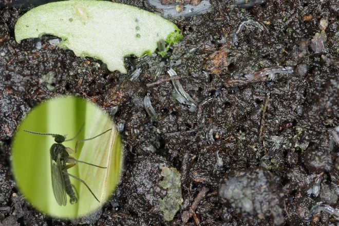 Larve mrtvaške mušice in odrasla žuželka. Foto: Tomasz Klejdysz/Shutterstock