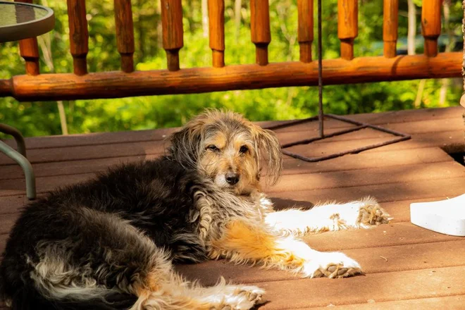 Psi pogosto tudi v največji vročini ležijo na žgočem soncu. Foto El.pro.photo/Shutterstock