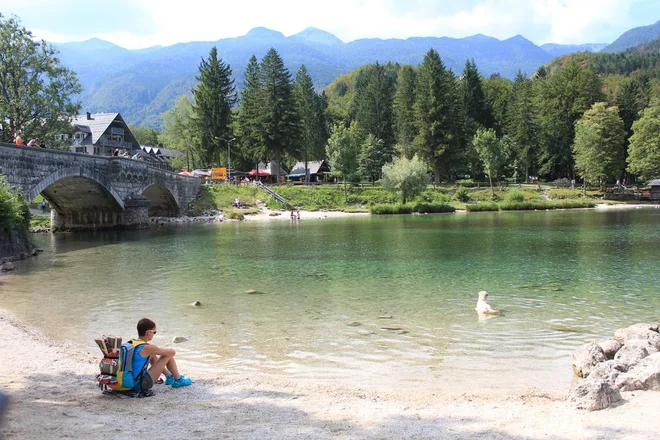 Rezultati obdukcije psičke, ki je junija poginila po kopanju v Bohinjskem jezeru, kažejo, da je najverjetneje poginila zaradi hkratne zastrupitve z dvema strupenima učinkovinama. Foto Erika Cristina Manno//Shutterstock