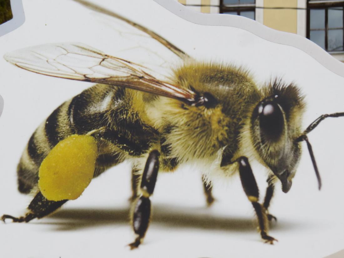   - čebele, svetovni dan čebel, med, maribor