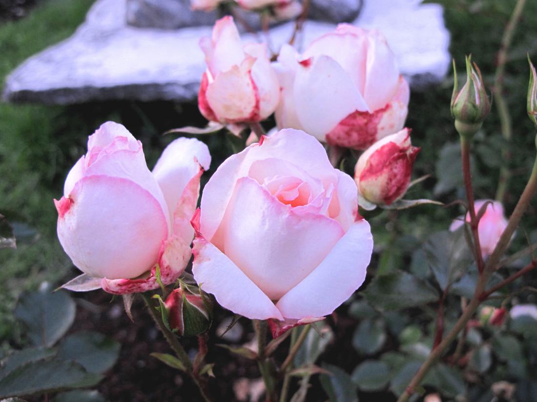   - vrtnice, Arboretum Volčji Potok