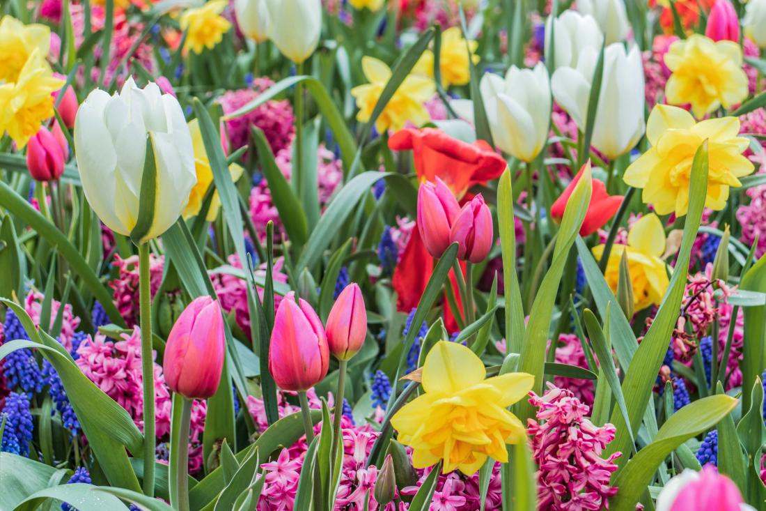   - Arboretum Volčji Potok, tulipan, razstava tulipanov