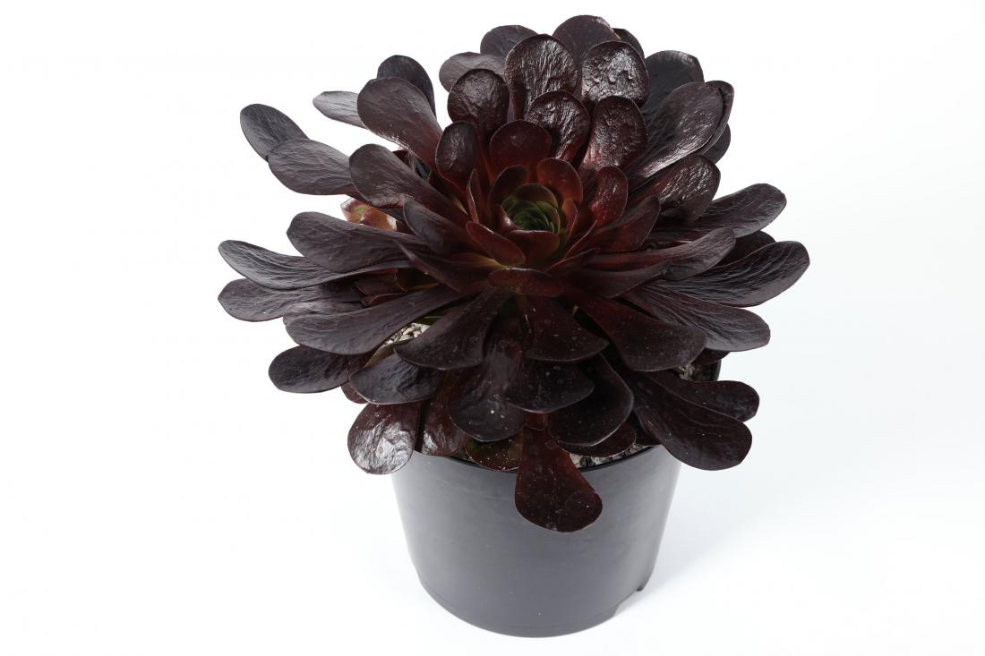 Rastlina leta je × Semponium 'Destiny', križanec med kanarskim in navadnim netreskom. Foto: RHS/Sarah Cuttle
