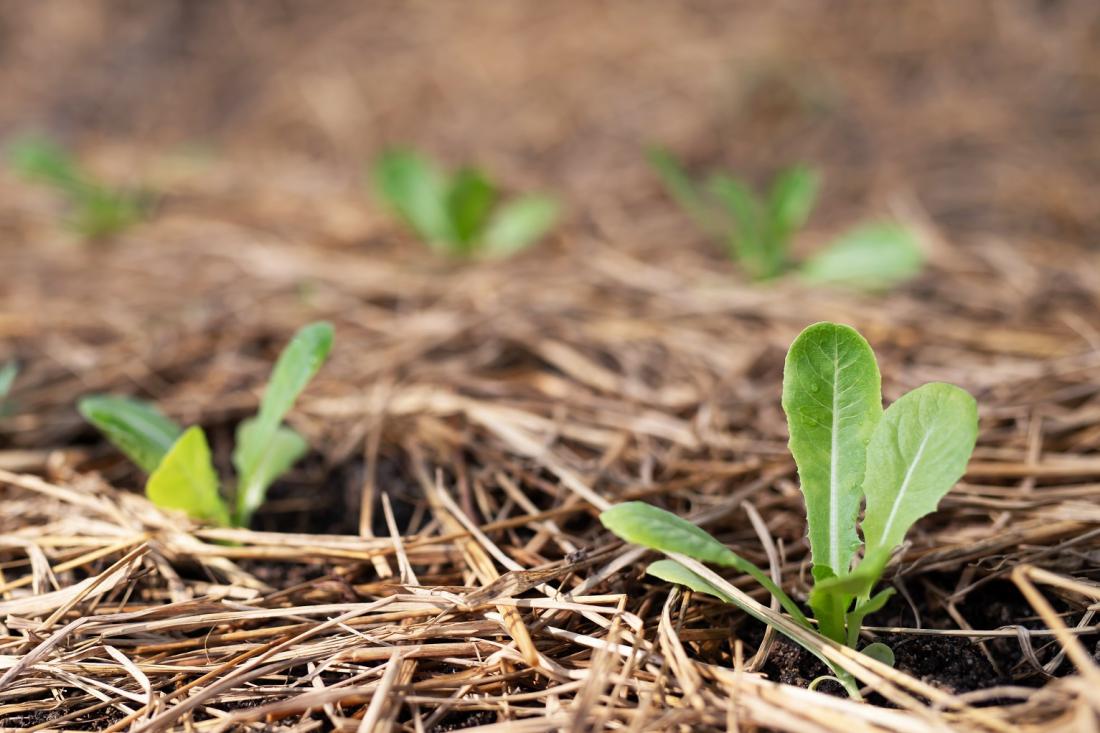 Tla okoli sadik takoj prekrijemo z zastirko. Foto: fongbeerredhot/Shutterstock