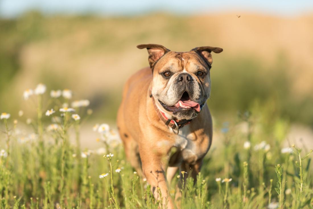 Uživanje CBD izdelkov pri psu izboljša gibljivost, pomaga tudi pri težavah z različnimi alergijami. FOTO: thka/Shutterstock