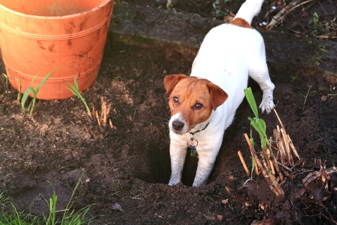 Kako psa prepričate, da ne bo kopal lukenj po vašem vrtu