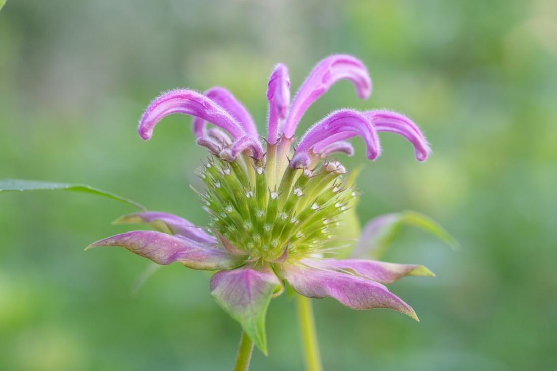 Cvet monarde čisto na začetku cvetenja. Foto: Marianne Pfeil/Shutterstock