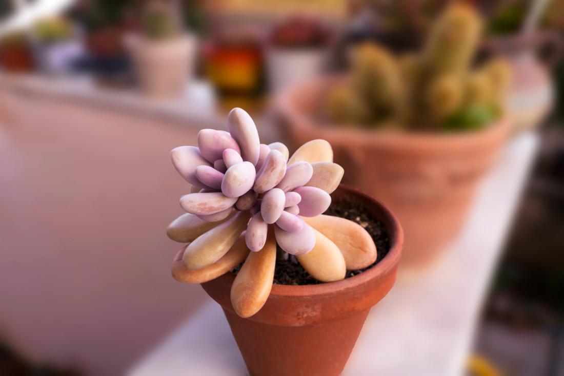 Mesečev kamenček, Pachyphytum oviferum FOTO: Tarda Santo/Shutterstock