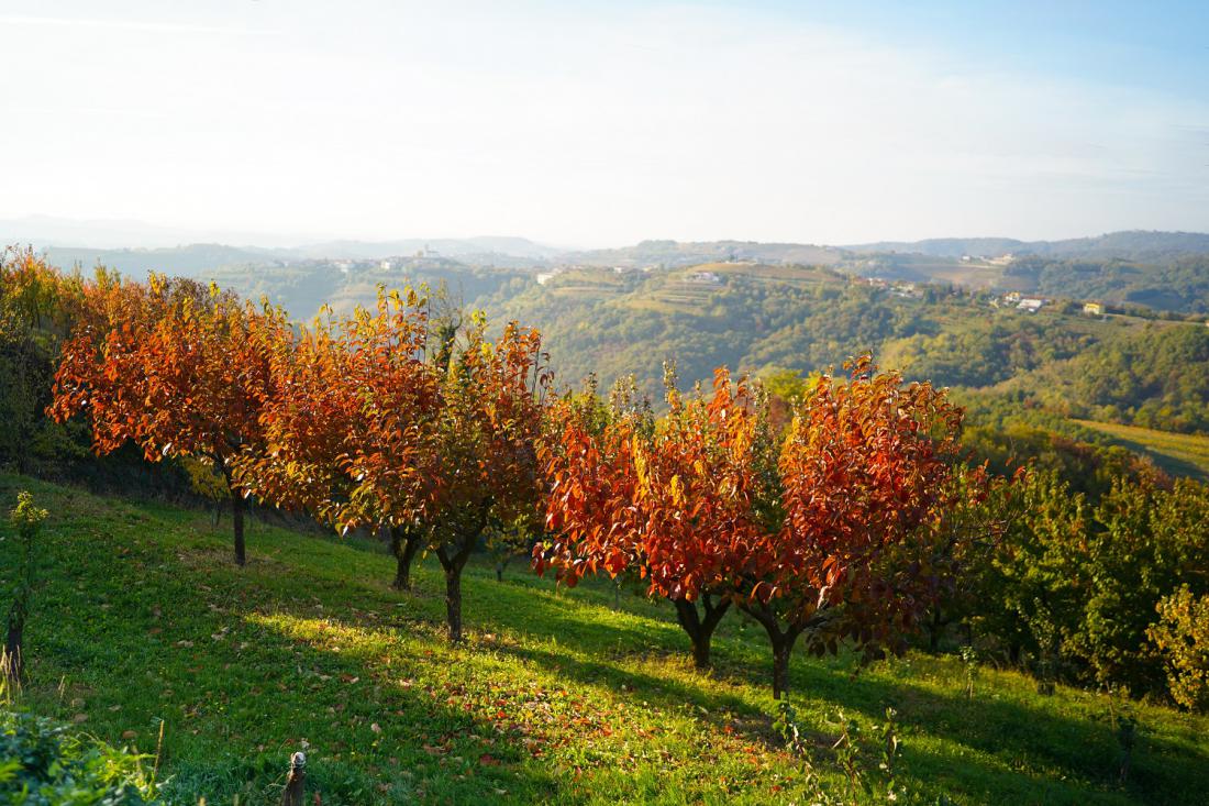 Kaki je v jeseni eno najlepših sadnih dreves. Na fotografiji nasad v Brdih. Foto: Happy Moments/Shutterstock