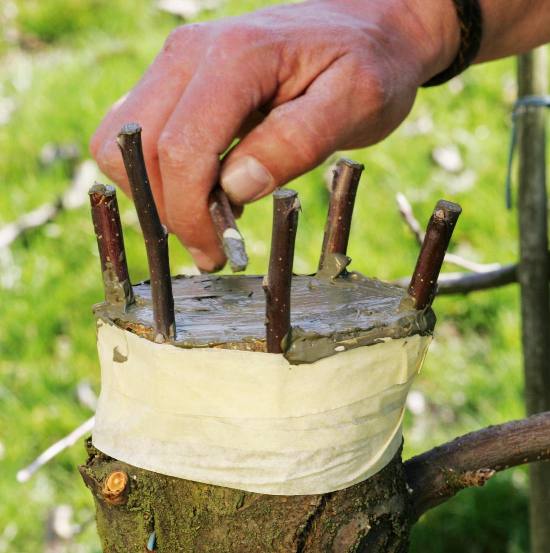 Cepljenje za lub je tehnika, primerna za precepljanje sadnih dreves. Foto: Igor Modic