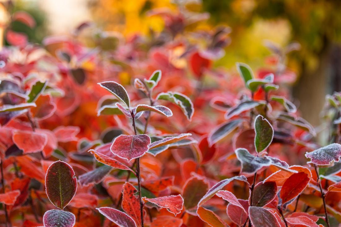 Zaradi lepe jesenske obarvanosti so grmi aronije cenjeni tudi za okras v vrtu. Foto: Romija/Shutterstock