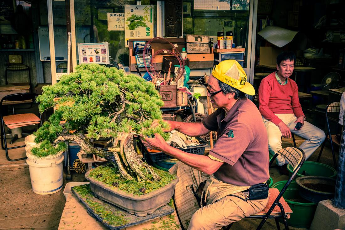 Mojster v bonsajski komuni Omia v predmestju Tokia. Foto: Abhijeet Khedgikar/Shutterstock