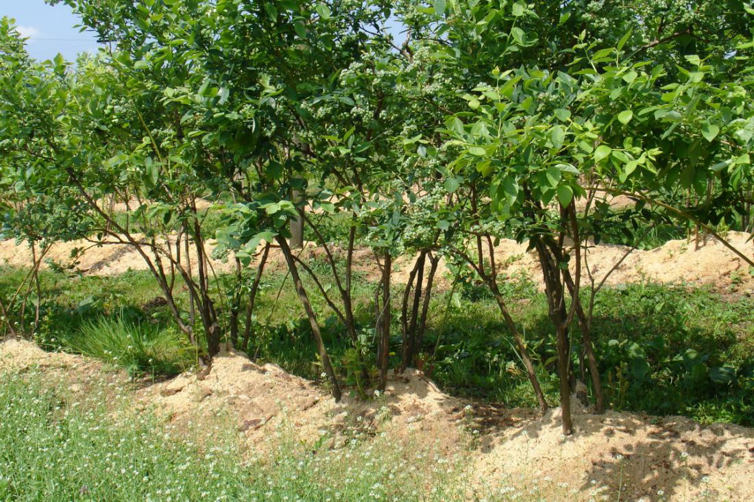 Za zastirko pod grmi borovnic uporabimo žaganje iglavcev, ki prepreči pretirano izsuševanje tal in vzdržuje njihovo kislost. Foto: Darinka Koron