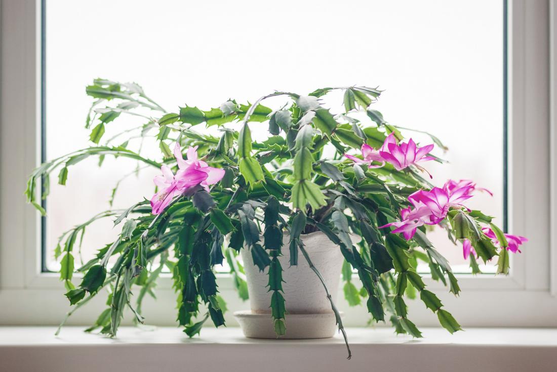 Ko božični kaktus odcveti, ga prestavimo v hladnejši prostor. Foto: Nadya So/Shutterstock