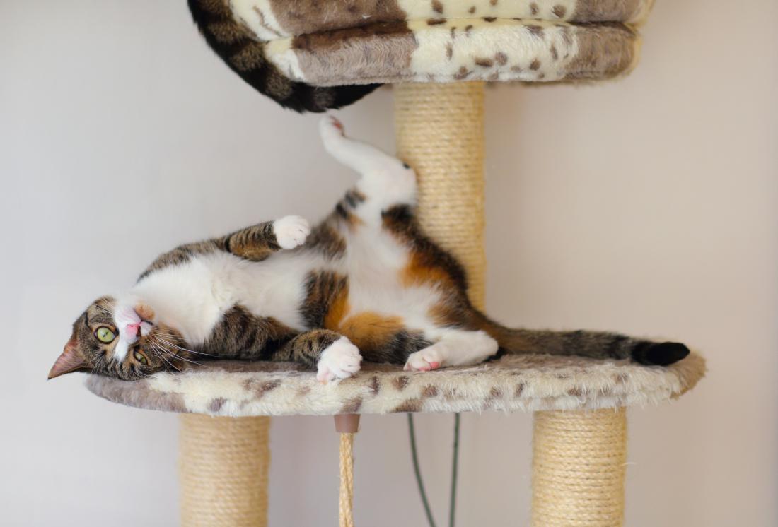Mačka na mačji meti. (Foto: Shutterstock)