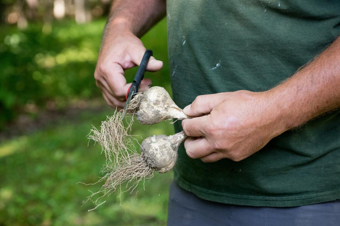 Pri zdravem česnu lahko korenine odrežemo kmalu po izkopavanju, če morda na rastlinah opazimo plesen, pa šele po sušenju. Foto: Tanya Bissaillon photos/Shutterstock