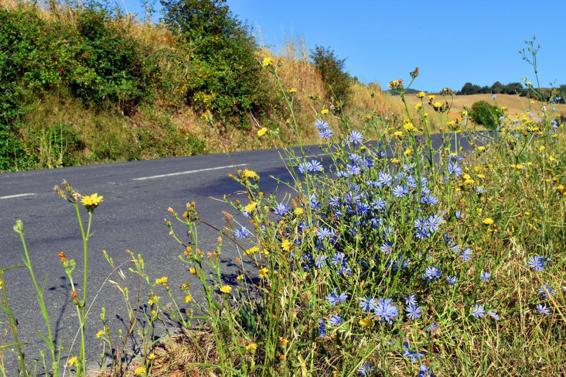 Navadni potrošnik ali divja cikorija poleg travnikov ljubi neurejene cestne bankine. Foto: Jon Benedictus/Shutterstock