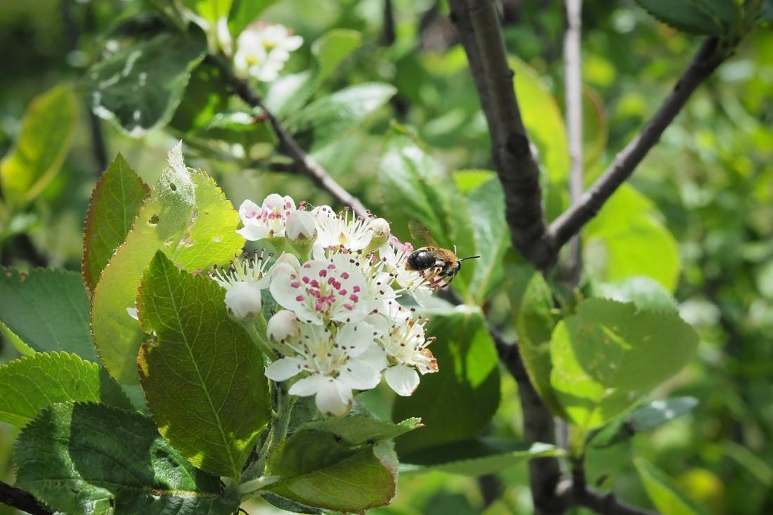 Cvetovi aronije so podobni cvetovom jablane. Foto: White_Fox/Shutterstock