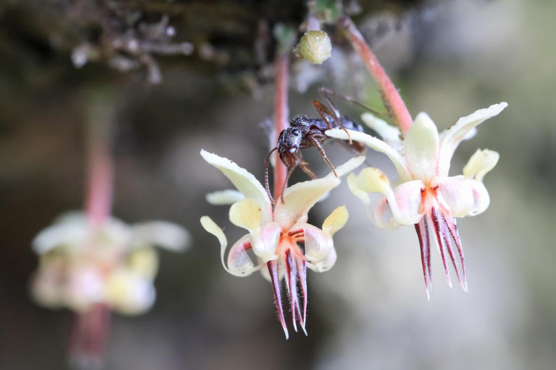 Na kakavovcu je do 6000 cvetov, naravno pa se jih opraši manj kot odstotek. Foto: Jsunphoto/Shutterstock 