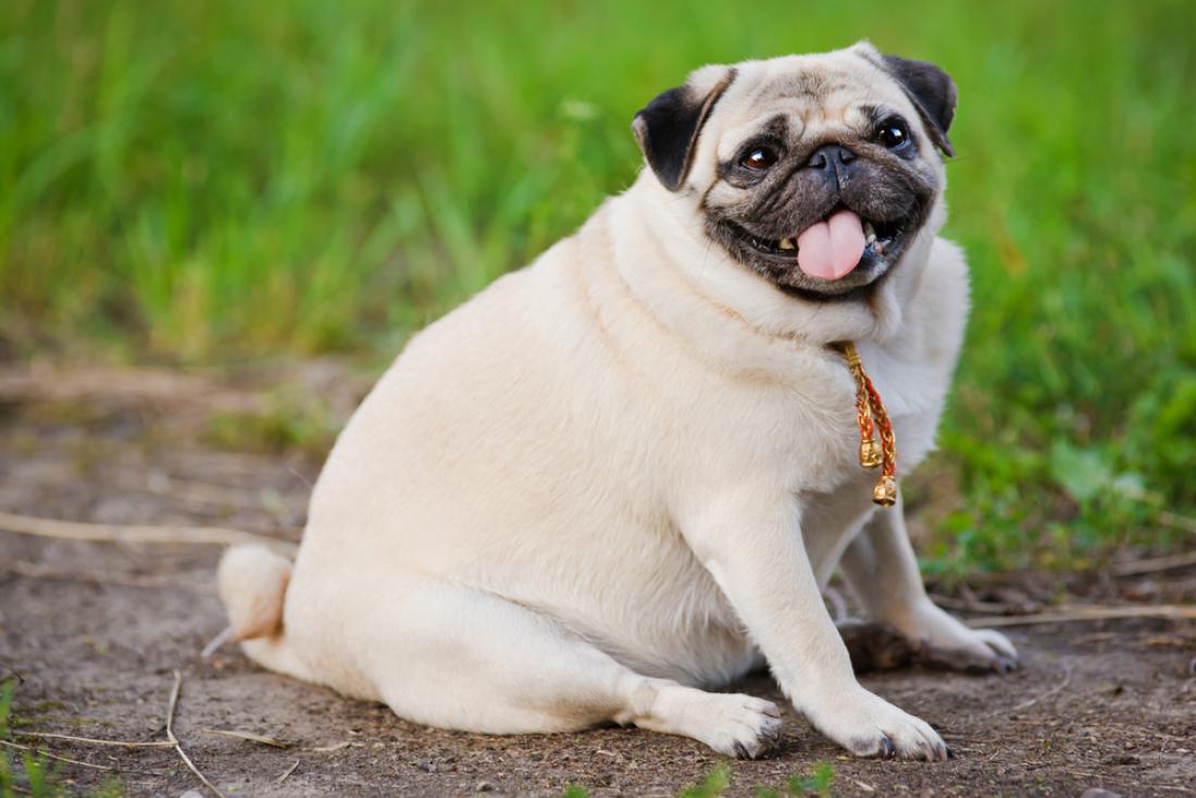 Če je kuža pretežak ali debel, se poveča njegovo tveganje za številna resna in kronična stanja. FOTO: studio37th/Shutterstock