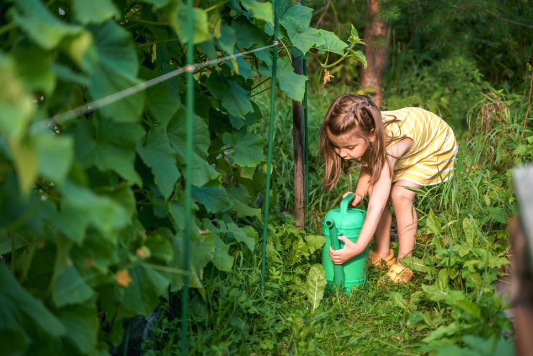 Če imajo otroci z vrtom veselje, jih naučite pravil zalivanja: namakamo tla, ne rastlin, to počnemo v jutranjem hladu ali zvečer. Foto: Ira Lichi/Shutterstock