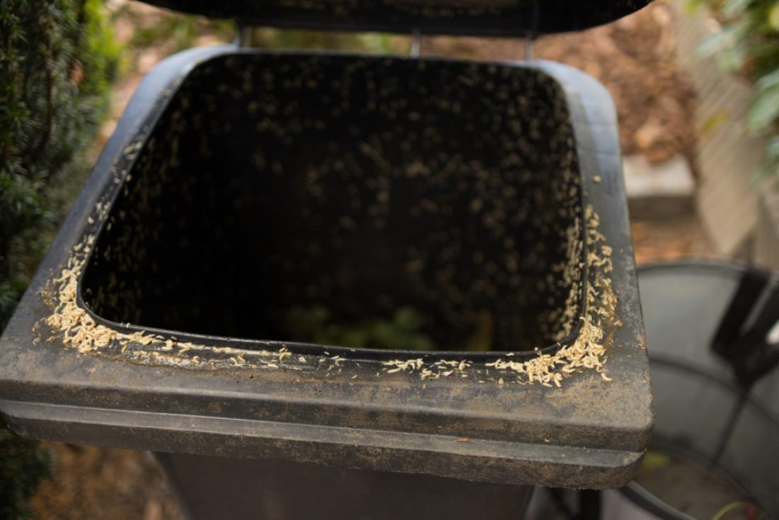 Pomagala naj bi tudi kuhinjska sol, posuta na dno zabojnika - muhe je namreč ne marajo, prav tako bo absorbirala morebitne tekočine na dnu in preprečila odlaganje jajčec. FOTO: Christian Schwier/Shutterstock