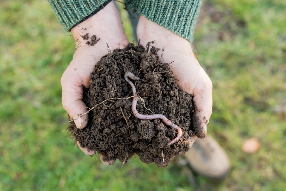 Deževniki spreminjajo hlevski gnoj, kompost in druge organske snovi v tleh v tako obliko, iz katere lahko potem s pomočjo mikrobov nastane za rastline dostopna hrana. FOTO: photographyfirm/Shutterstock