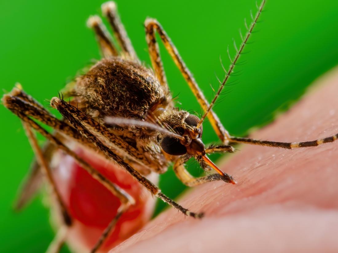 Komarji so veliko več kot le nadležne žuželke – so ključni prenašalci bolezni, ki ogrožajo zdravje ljudi po vsem svetu. FOTO: nechaevkon/Shutterstock