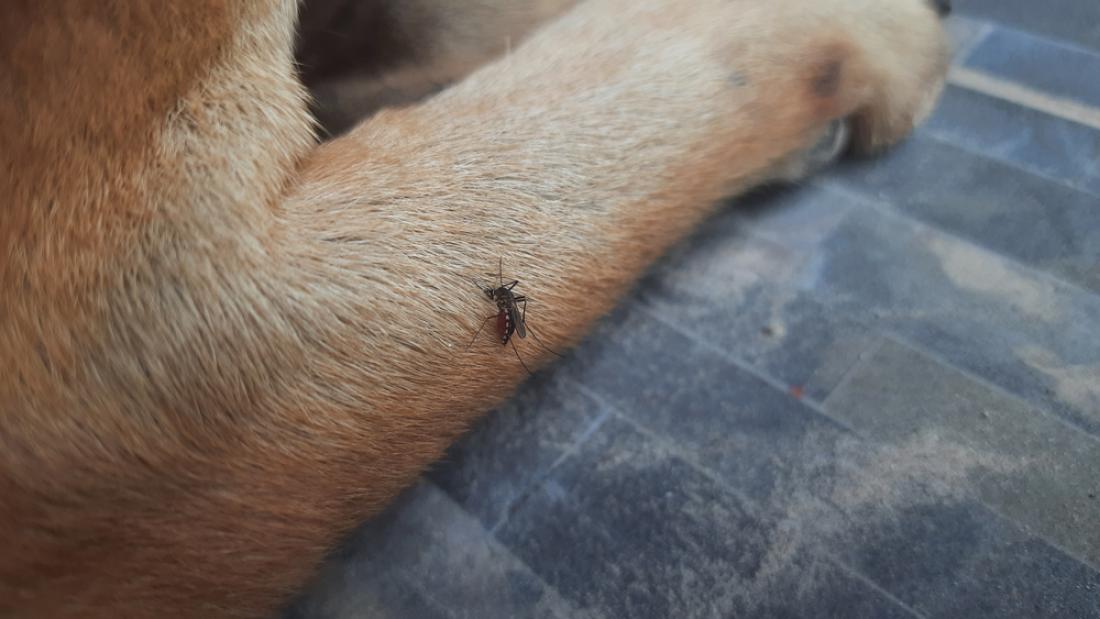 Komarji so nevarni tudi za pse - med drugim lahko povzročijo okužbo z zelo nevarno srčno glisto. FOTO: R.CHATMONGKON/Shutterstock