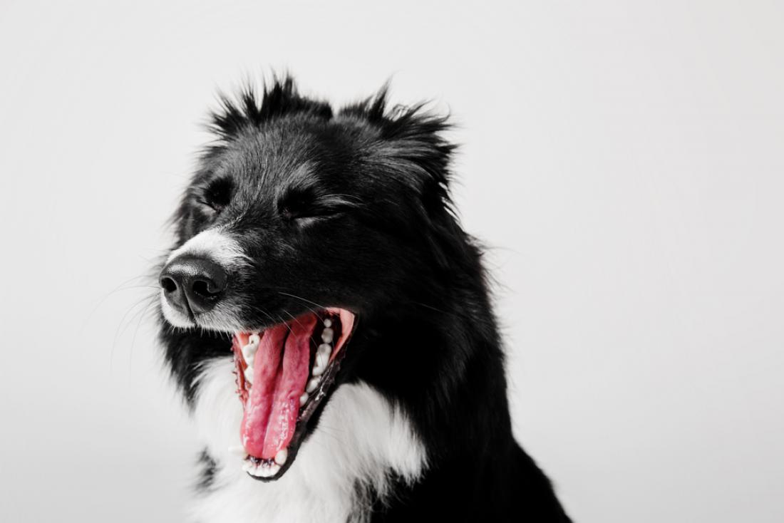 Zehanje pri psu ne pomeni zgolj, da želijo pregnati utrujenost. Psi zehajo tudi zaradi stresa. FOTO: OlgaOvcharenko/Shutterstock