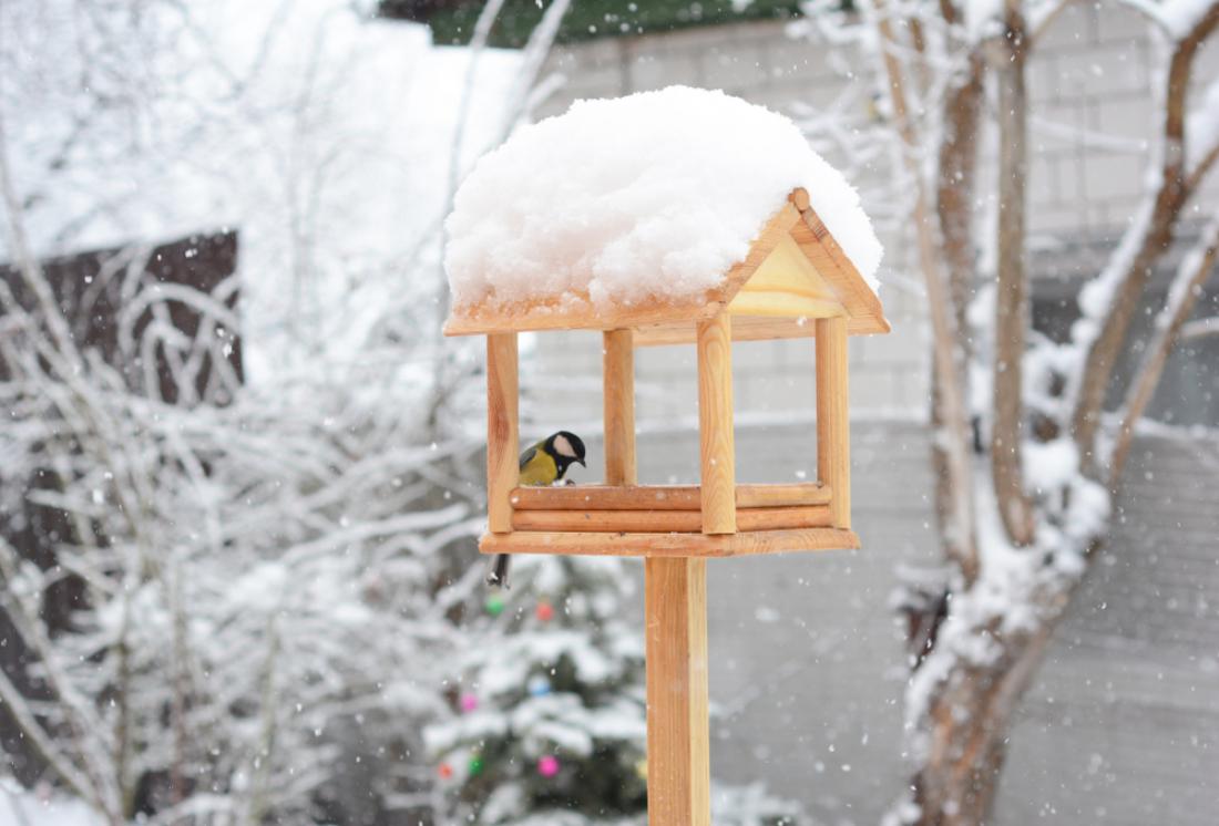 Ko zapade prvi sneg, pripravimo ptičjo krmilnico, v kateri bomo hranili ptičke. FOTO: Radovan1/Shutterstock