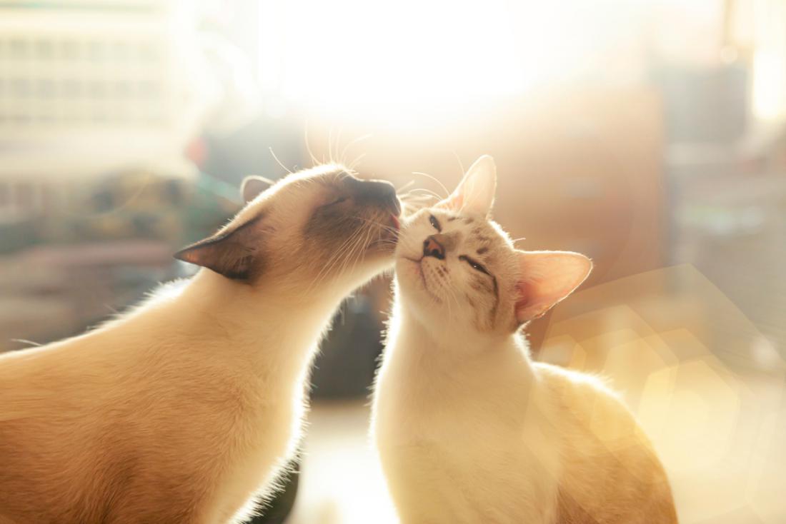 Mačke z lizanjem izkazujejo skrb in naklonjenost drugim mačkam. FOTO: bombermoon/Shutterstock