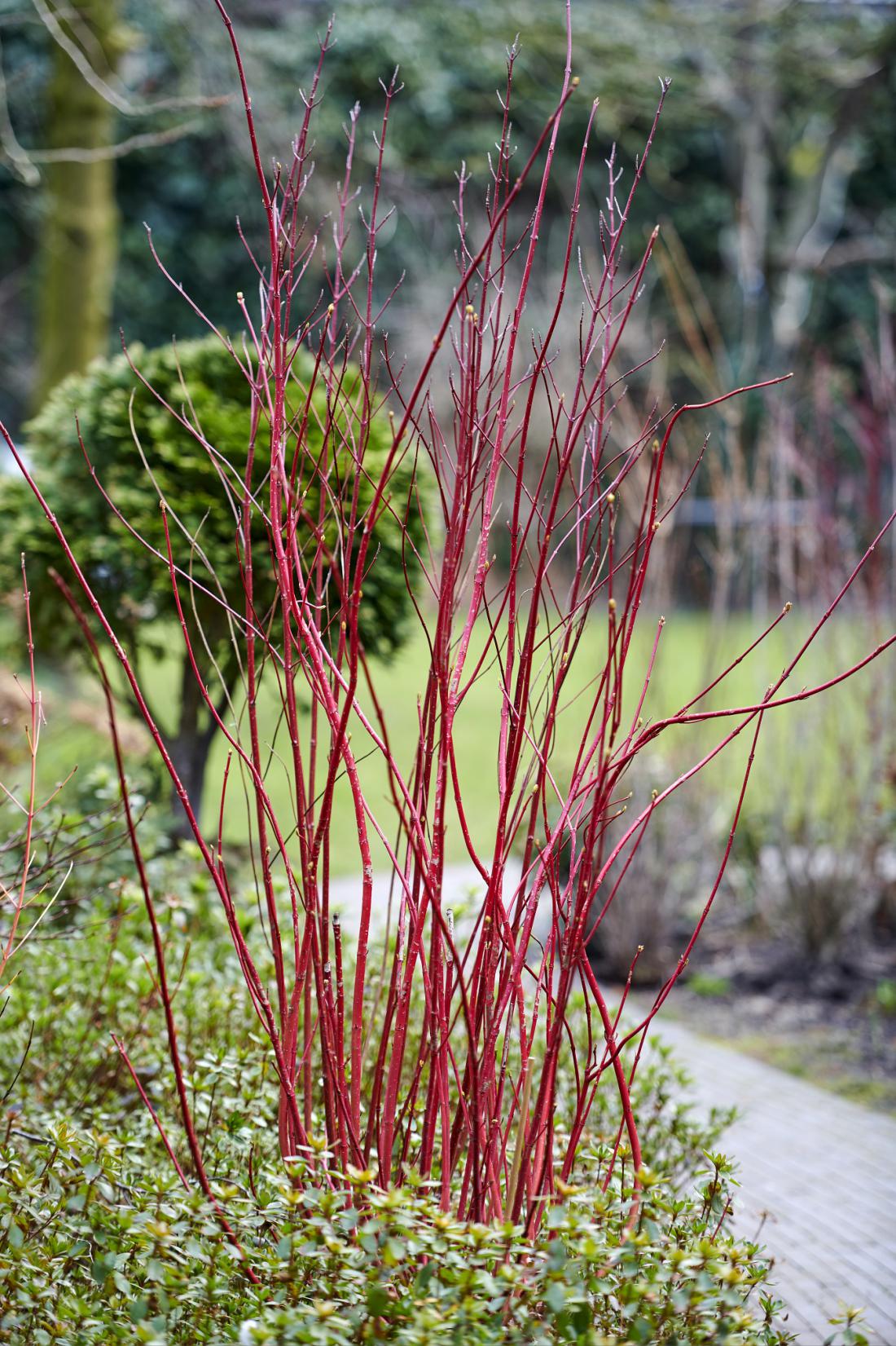 Vejice rdečega drena se vodo v vazi napele kot strune. Foto: thejoyofplants.co.uk 
