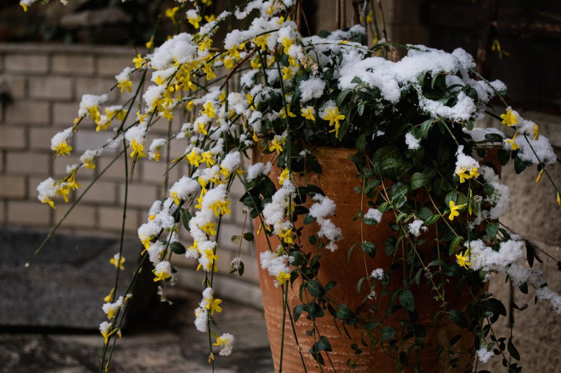 Pozimni goli jasmin pogosto zacveti že konec januarja. Foto: Magdalena Sinakova//Shutterstock