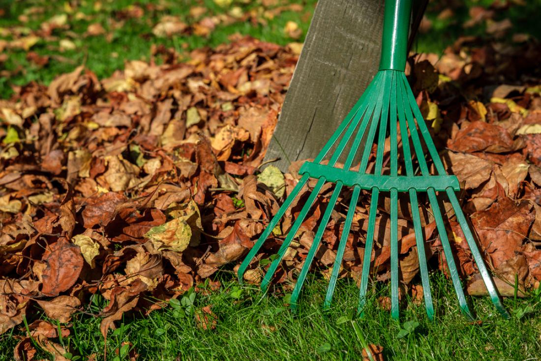Listje redno grabimo, da ne zaduši trave. Foto KorshunovDV/Shutterstock