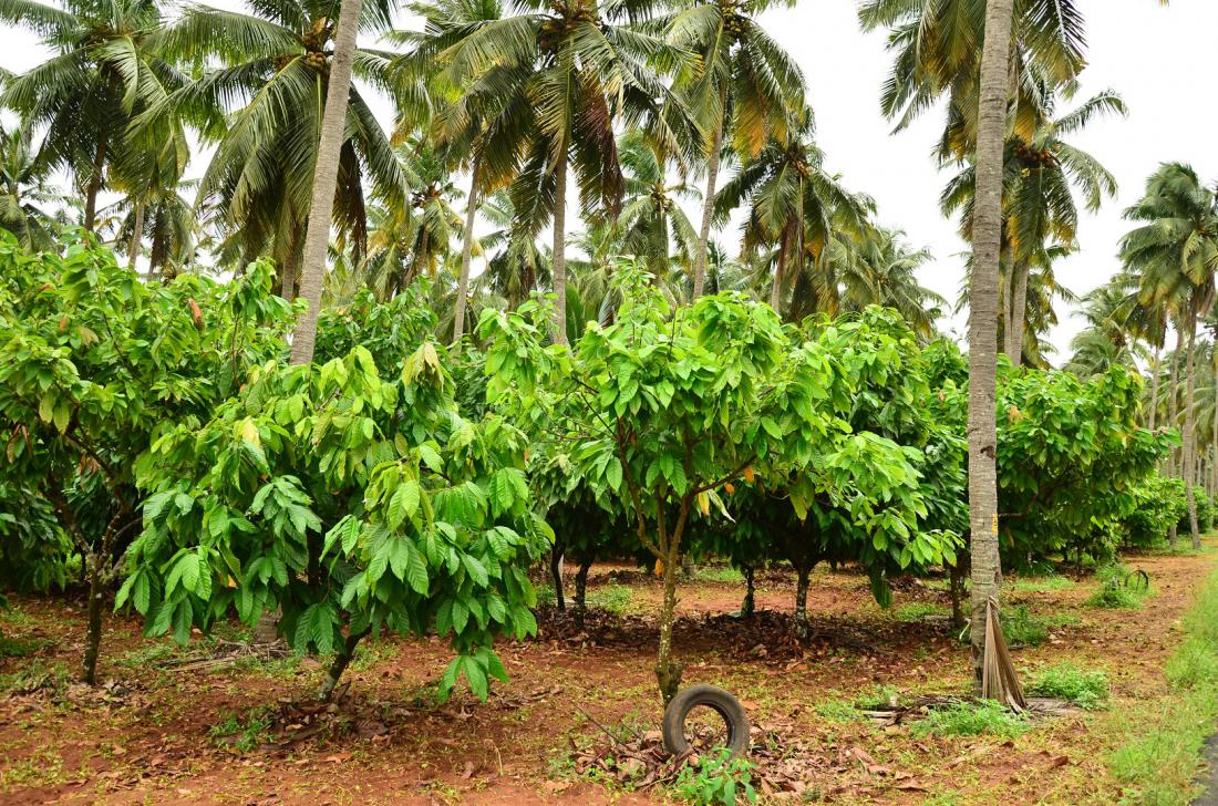 Integrirana pridelava kakavovcev in kokosovih palm je trajnosten pristop, saj so mešane kulture bolj odporne na bolezni, palme kakavovce tudi senčijo. Foto: DSLucas/Shutterstock